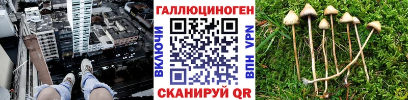 магазин продажи наркотиков Нерюнгри Галлюциногенные грибы прущие грибы